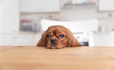 Cucina e animali: ampi spazi e facilità di pulizia